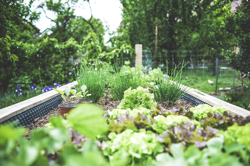 Jardin potager naturel